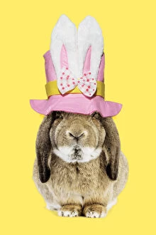 Bunny Gallery: Rabbit - Belier francais breed wearing easter top hat