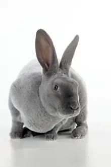 RABBIT - Blue rex