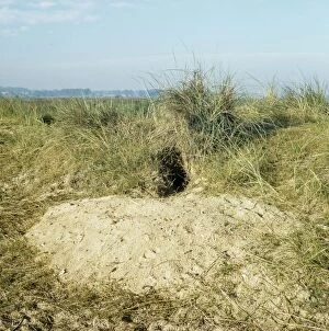 Burrows Gallery: Rabbit burrow in sand dune - showing sand excavated