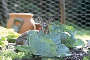 Images Dated 6th March 2007: Rabbit - in cabbage patch