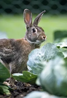 Vegetable Prints: Rabbit - in cabbage patch