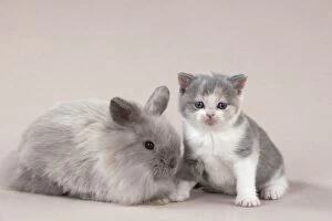 RABBIT & CAT - Baby dwarf rabbit and british shorthair