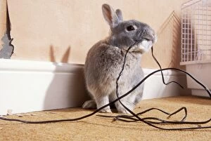 RABBIT - chewing on electric flex