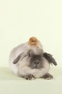 Green Background Prints: RABBIT & CHICK - Lionhead Rabbit with chick sitting on its head