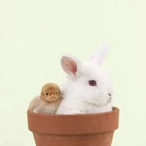 RABBIT & CHICK - Mini Ivory Satin Rabbit sitting in flower pot with chicks