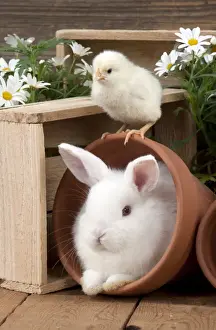 Cute Prints: RABBIT & CHICK - Mini Ivory Satin Rabbit - sitting in flower pot with chick on top