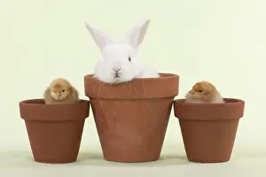 Green Background Prints: RABBIT & CHICK - Mini Ivory Satin Rabbit sitting in flower pot with chicks on either side