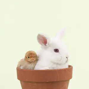 Green Background Prints: RABBIT & CHICK - Mini Ivory Satin Rabbit sitting in flower pot with chicks