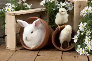 Daisy Prints: RABBIT & CHICK - Mini Ivory Satin Rabbit - sitting in flower pot with chicks