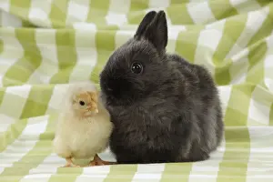 RABBIT. Chick standing next to rabbit
