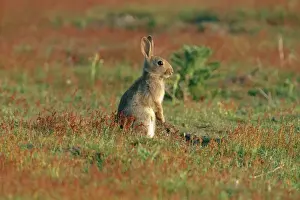 Rabbit CK 1796 Oryctolagus cunicculus © Chris Knights / ardea. com