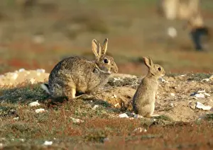 Rabbit CK 1805 Oryctolagus cunicculus © Chris Knights / ardea. com