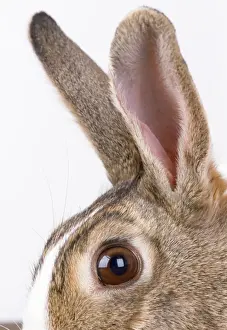 Rabbit - close-up of ears