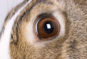 Rabbit - close-up of eye
