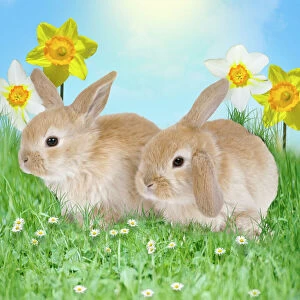 Images Dated 4th December 2008: Rabbit - with daffodils Digital Manipulation: Rabbits, sky & grass all JD. Daffodils & daisys SPH