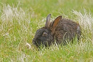 Images Dated 11th June 2012: Rabbit - dark form