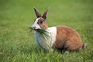 Rabbit - domestic female in meadow holding bushel of grass