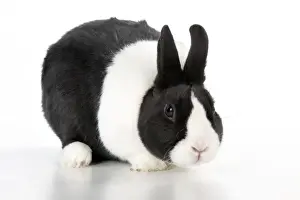 RABBIT - Dutch