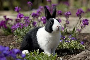 Images Dated 2nd May 2013: RABBIT - Dutch rabbit