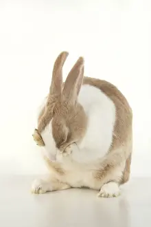 Jd 280820 Prints: RABBIT, Dutch rabbit, sitting, washing, paws on face, studio, white background