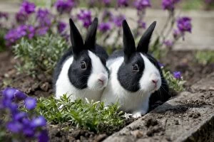 Images Dated 2nd May 2013: RABBIT - Dutch rabbits