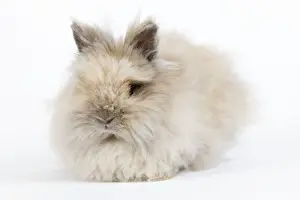 Rabbit - Dwarf Angora Blue and Tawny
