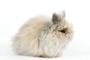 Angoras Prints: Rabbit - Dwarf Angora Blue and Tawny