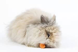 Rabbit - Dwarf Angora Blue and Tawny - eating carrot