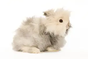 Angoras Prints: Rabbit - dwarf angora in studio