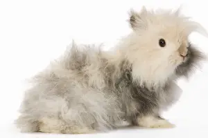 Angoras Prints: Rabbit - dwarf angora in studio