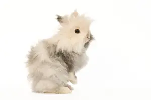 Angoras Prints: Rabbit - dwarf angora in studio