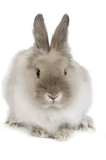 Small Pet Prints: Rabbit - Dwarf lion-head in studio