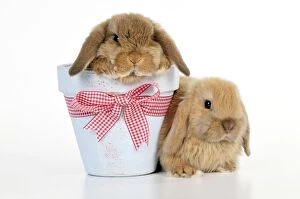 Images Dated 21st January 2010: RABBIT - Dwarf lop sitting next to dwarf lop in plant pot