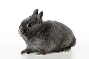 Images Dated 22nd January 2012: RABBIT - Dwarf rabbit