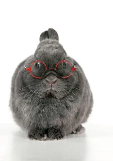RABBIT - Dwarf rabbit wearing glasses