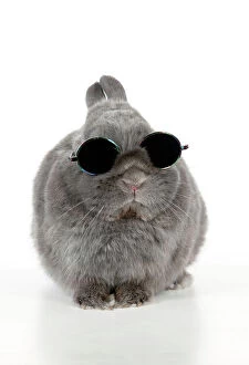 Images Dated 22nd January 2012: RABBIT - Dwarf rabbit wearing sunglasses