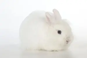 Dwarf Prints: RABBIT - Dwarf (swiss) fox