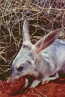 Images Dated 27th February 2009: Rabbit-eared Bandicoot / Bilby - Simpson Desert, Queensland, Australia JPF04349