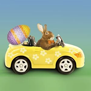 Rabbit - Easter Bunny driving car with Easter egg