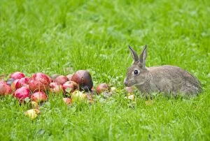 Images Dated 30th September 2010: Rabbit - eating apples - Oxfordshire - UK - September
