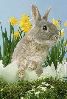 Images Dated 3rd March 2008: Rabbit - in egg with flowers