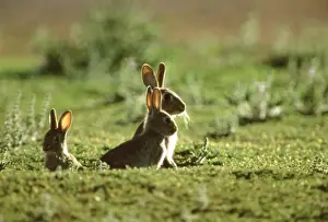 Rabbit - Three emerging from hole, Australia JPF28246
