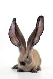Lops Prints: RABBIT - English lop