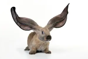 RABBIT - English lop