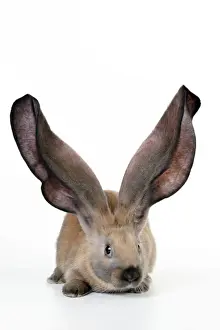 RABBIT - English lop