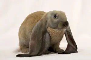 Lops Prints: RABBIT - English lop Digital Manipulation: slight background colour change