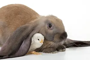 Lops Prints: RABBIT - English lop sitting with chick