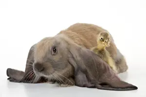 Lops Prints: RABBIT - English lop sitting with duckling