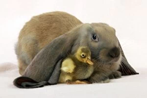 Easter Collection: RABBIT - English lop sitting with duckling Digital Manipulation: slight background colour change