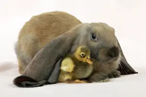 Large Prints: RABBIT - English lop sitting with duckling Digital Manipulation: slight background colour change